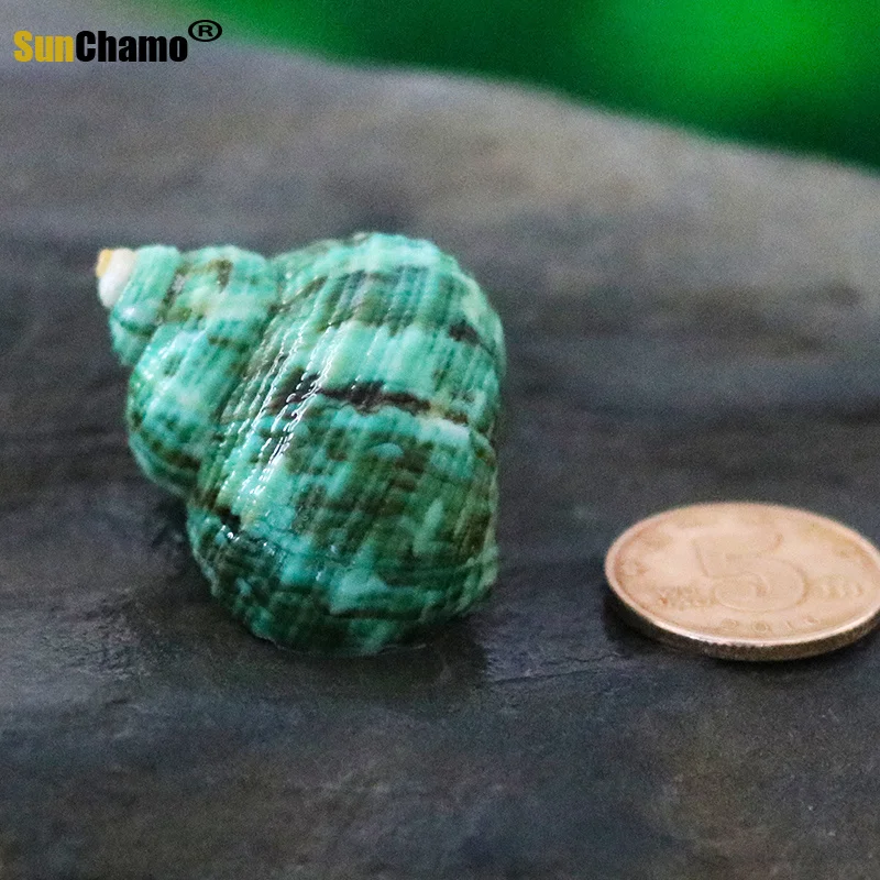 Ракушка из натуральной раковины для рыб-отшельников особые украшения аквариума