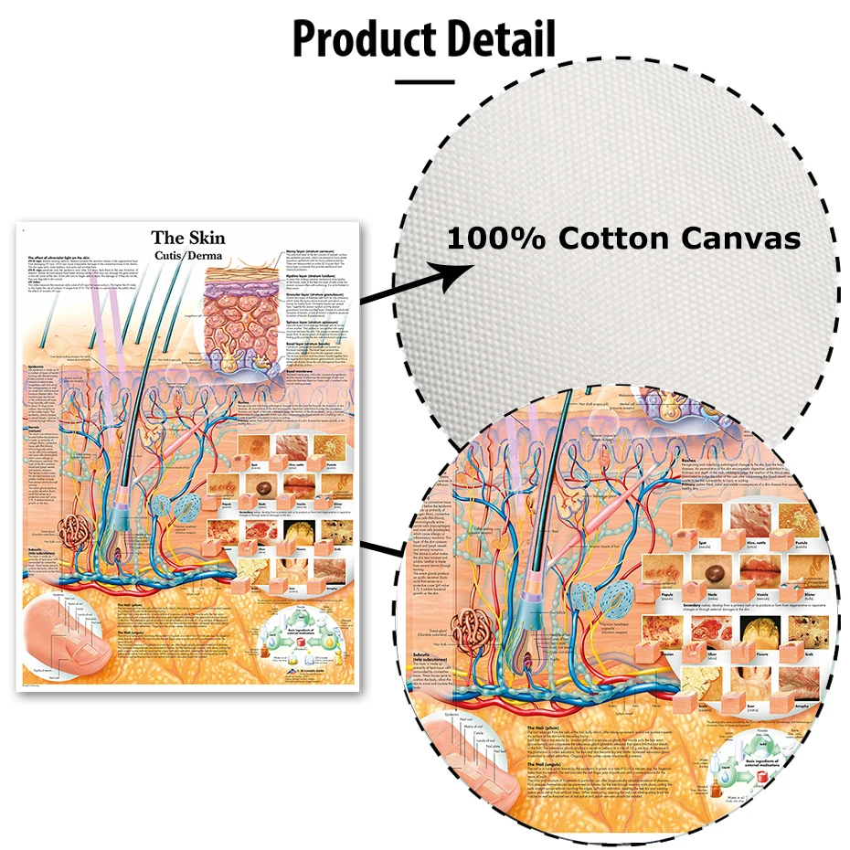 Плакаты с анатомическим разделением кожи ламинированные настенные картины