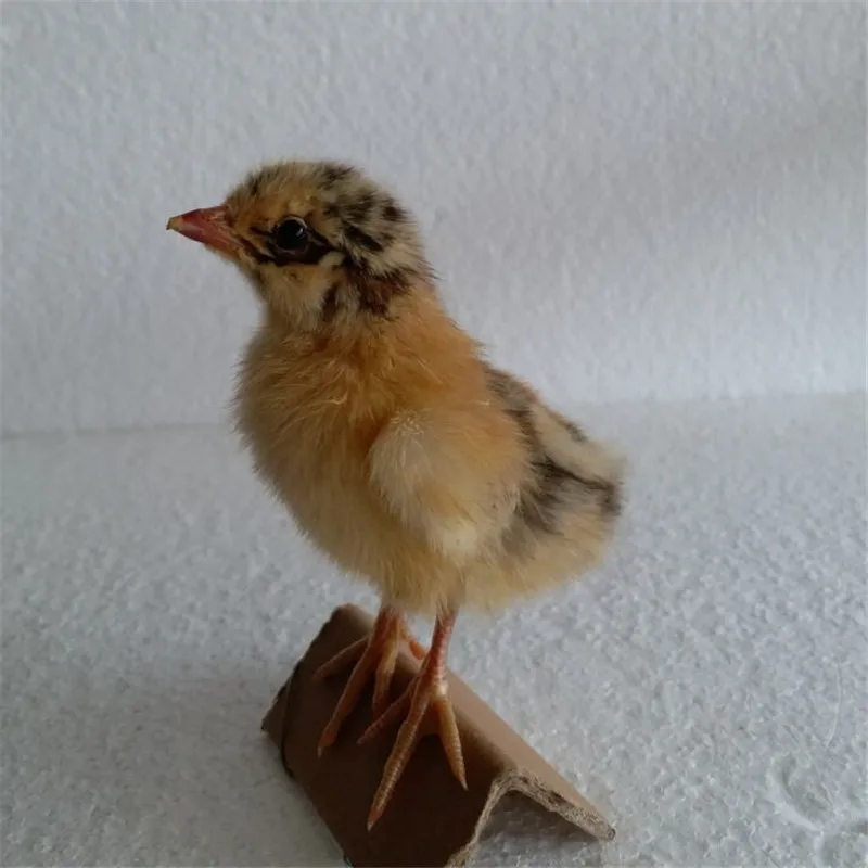 

1Pcs Taxidermy Real Chinese Bird specimen Teaching Yellow Colour Animal Taxidermy Creative Realistic Office Home Decoration