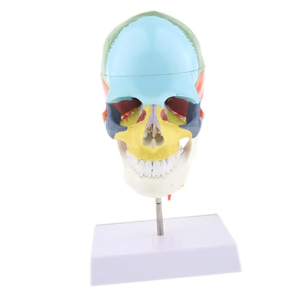 Телескопический череп с шейным позвонком 22 цвета|model skull|anatomical modelhuman anatomy |