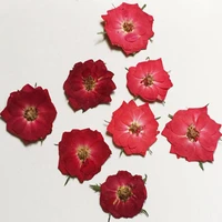 60pcs pressed dried reddark red rose flower for jewelry bookmark phone case postcard invitation card scrapbooking diy