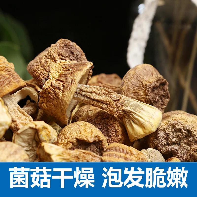 

Ha girl ji songrong, dry mushroom tricholoma matsutake mushroom JiSong bacteria bacterium