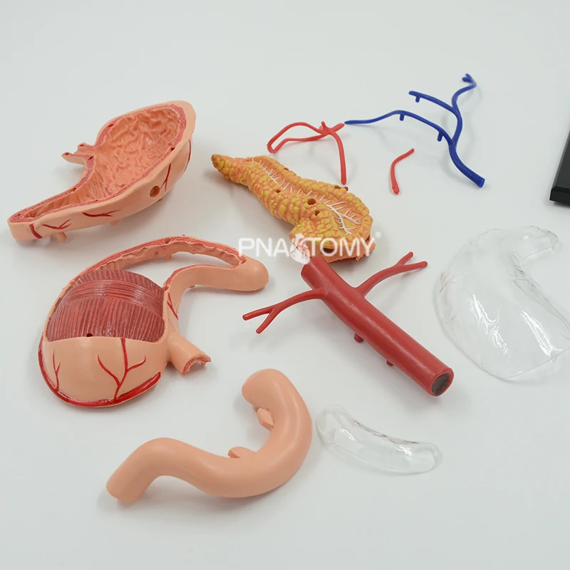 modelo anatômico equipamento educacional ciências médicas sistema digestivo