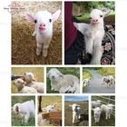 Алмазная мозаика 5D сделай сам, картина из круглых страз, полная выкладка, овечка, ягненок, животное, стразы, вышивка крестиком, Декор