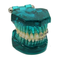 dental orthodontic traning teeth model m3003dental tooth mold with metal and ceramic bracketorthodontic practice teeth model