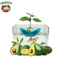 planting bowl plant indoor kitchen garden gift practical gardening avocado tree growing kit avocado festivel gifts