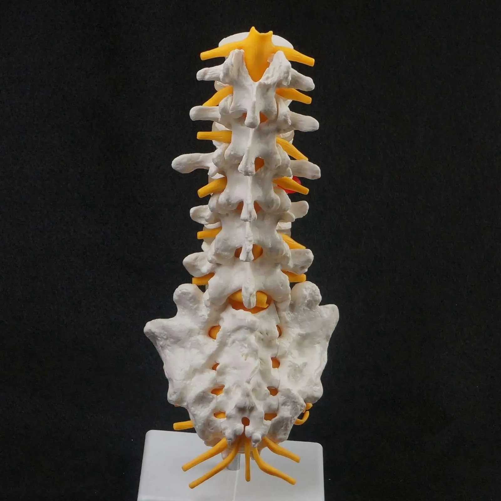 Human Lumbar Spine Caudal Vertebra Structure Intervertebral Disc Joint Model | Канцтовары для офиса и дома