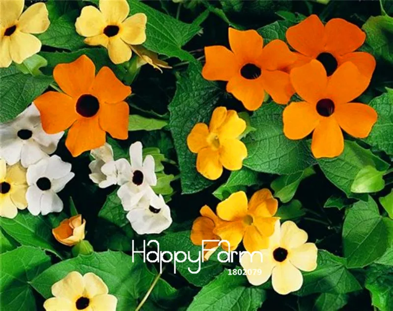 Срок-лимит! 100 шт./упак. тунбергия-лоза микс(Thunbergia alata) Органические восхождение цветы бонсай