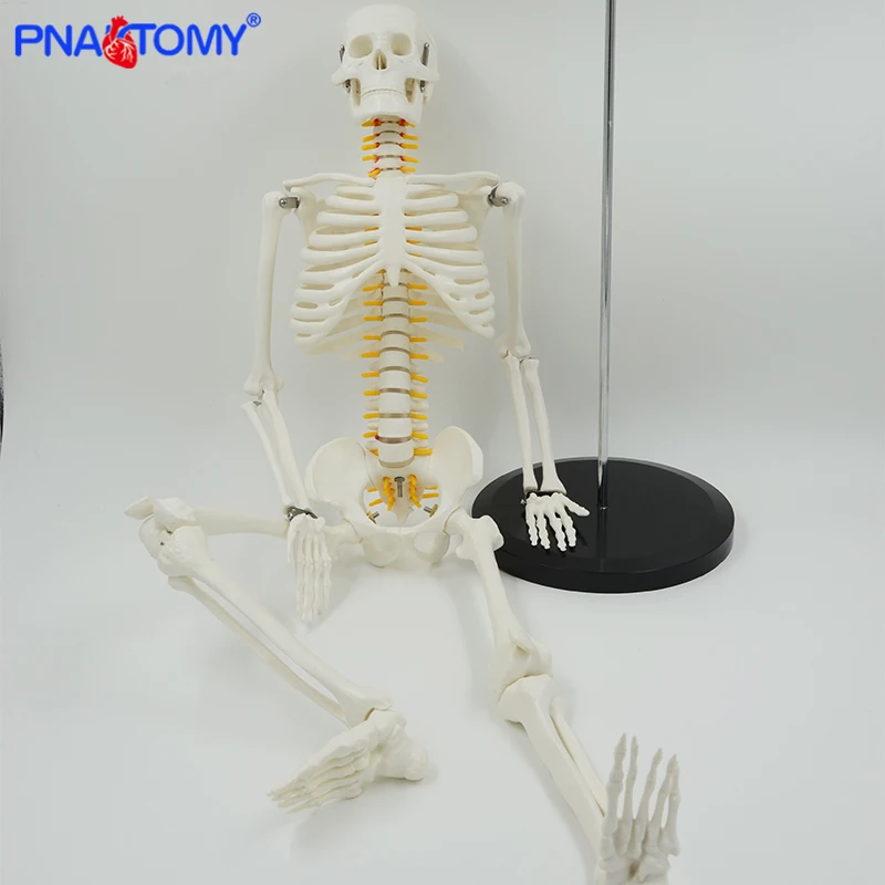 nervos equipamento educacional de ensino médico esqueleto