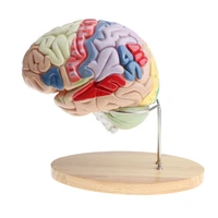 2 Sets Magnified 2 Times Brainstem Motor Center sensory Centre Model School Teaching Display Lab Supplies