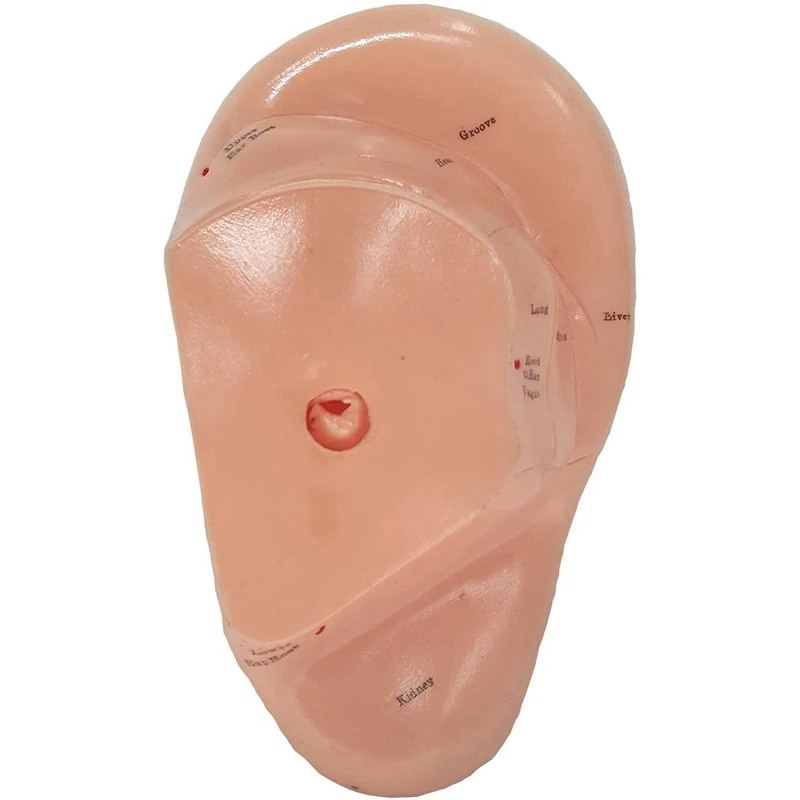 Английская версия ушных иглоукалывания модель ушной раковины точки акупунктуры