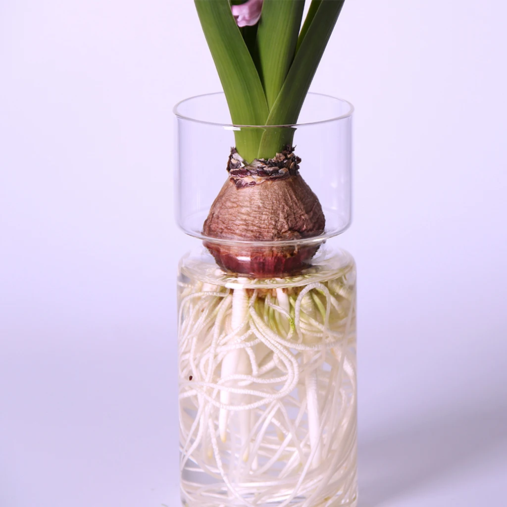 MagiDeal Clear Hyacinth Glass Vase Creative Flower Planter Pot DIY Terrarium Container Decor Art Gift Home Decoration