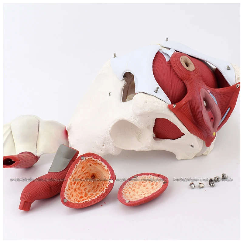 Модель анатомии таза для женщин модель обучения в медицине 12344|uterus model|female pelvis