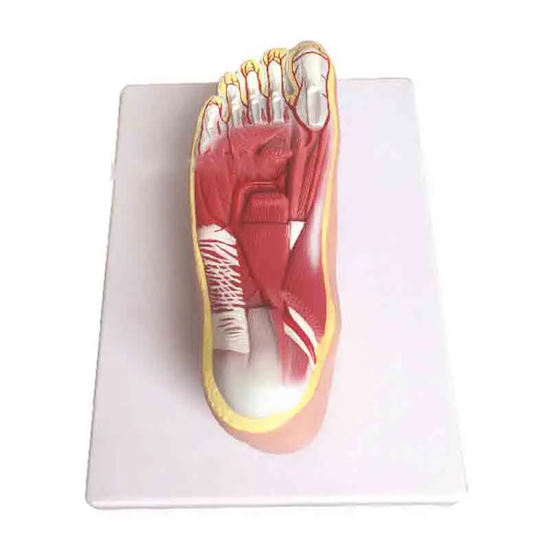

Foot anatomy and plantar artery branch