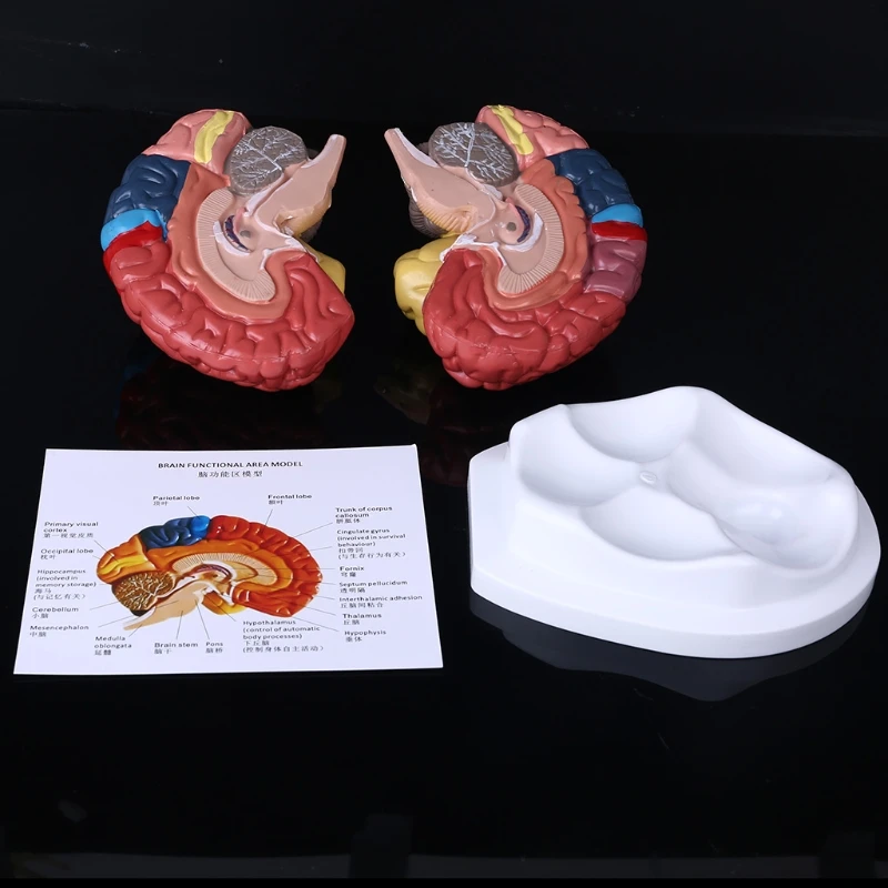 

Life Size Human Brain Functional Area Model Anatomy for Science Classroom Study Display Teaching Sculptures School 40JB