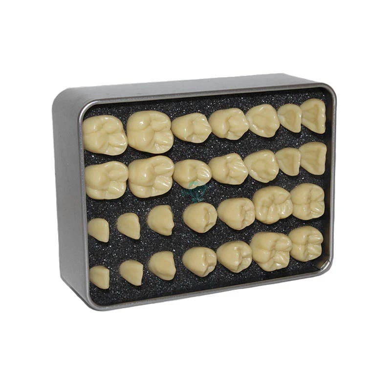 Dental Lab 5:1times Simulation Teeth Teaching Model Simulated Particle |