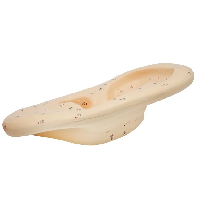 Модель ушной акупунктуры 40 см модель для рефлексотерапии с руководством на