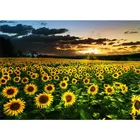 Подсолнух 5D DIY Алмазная картина крест вышитые цветы полная квадратная Алмазная вышивка декорация полная Круглая Мозаика Декор подарок TY181