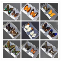 56 real butterfly specimens ornaments real butterfly insect specimens spreading wings specimen box monarch butterfly decoration