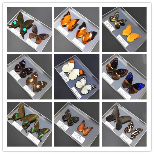 56 real butterfly specimens ornaments insect spreading wings specimen box monarch decoration | Дом и сад