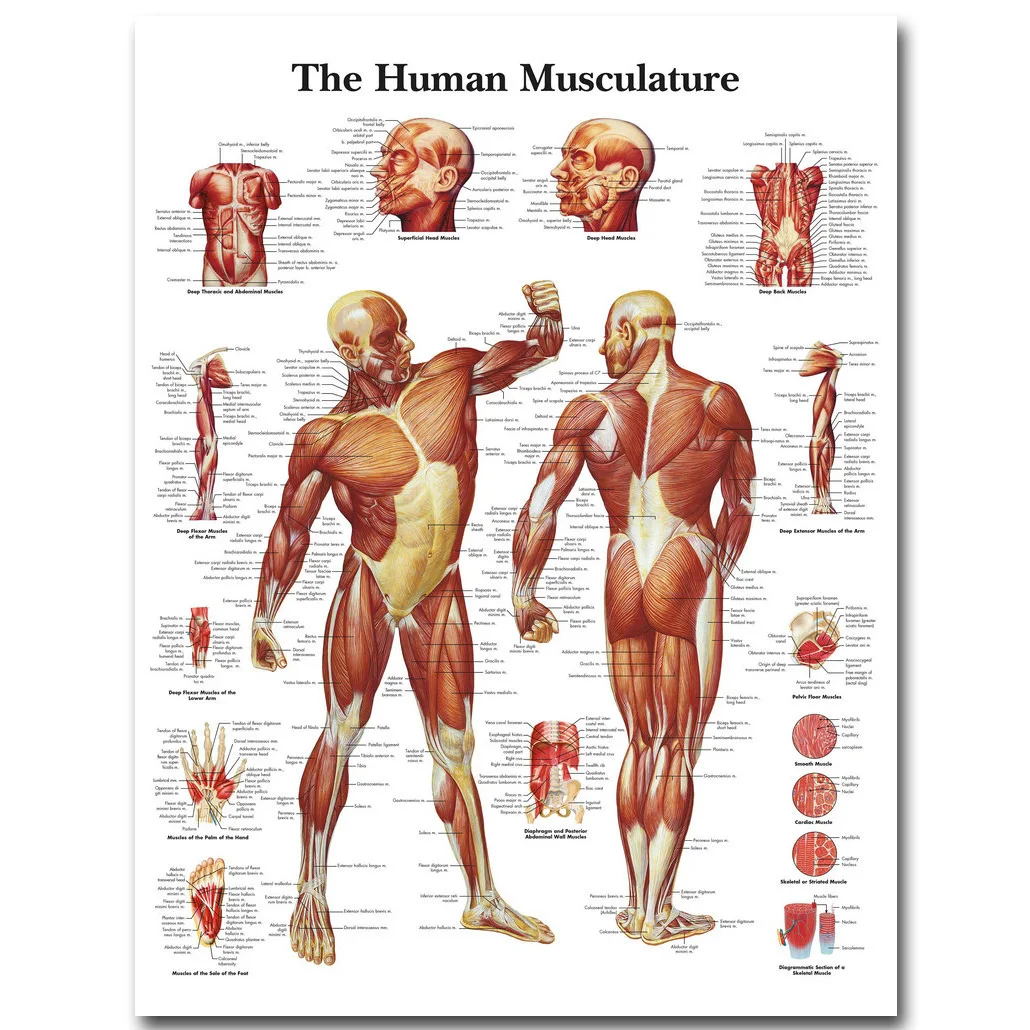 Настенная картина медицинская развивающая карта тела человека плакат Анатомия