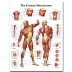 Настенная картина человеческое тело медицинская образовательная карта Плакат Анатомия человека Мышечная система шелковая ткань Живопись Домашний Декор