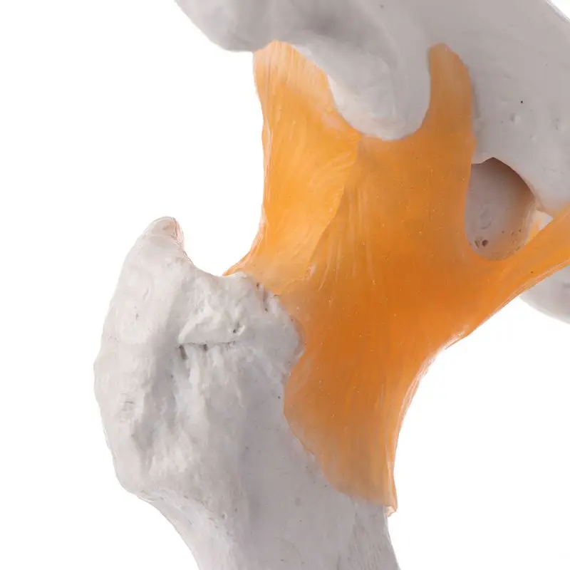 

Life Size Ligament Hip Joint Anatomy Model Skeleton Teaching Tool