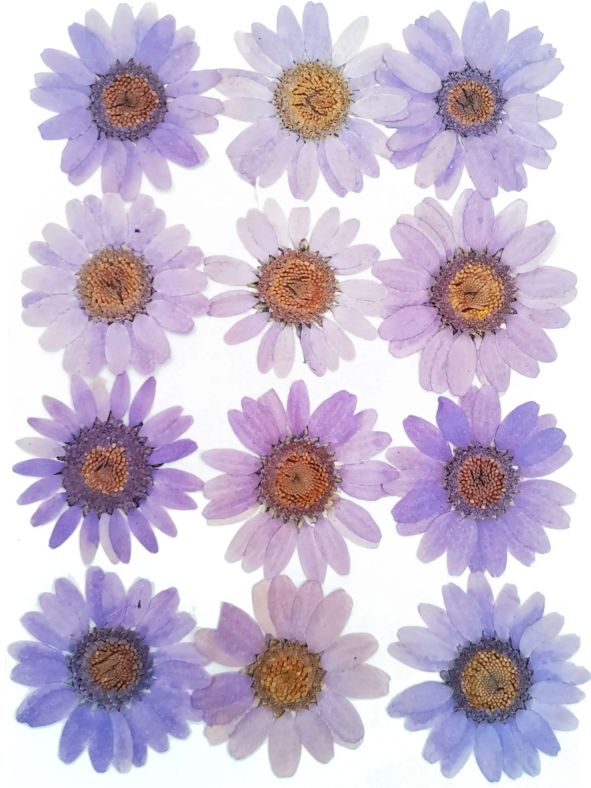 Настоящие сушеные натуральные прессованные цветы смешанные листья набор