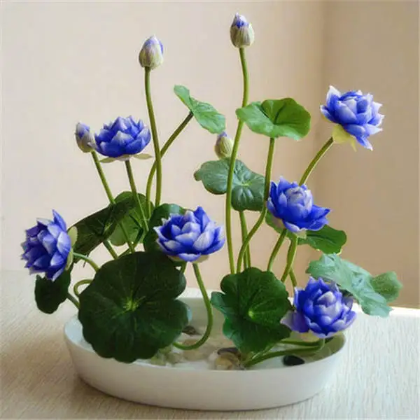 5 шт./лот японский цветок лотоса чаша гидропонная вода Лилия экзотические водные