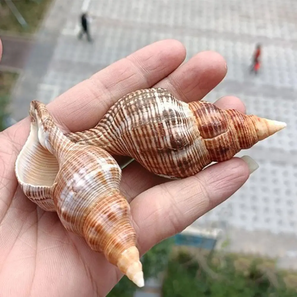 

1pc 8-12cm Natural Conch Shell Red Snail Specimens Tank Mediterranean Style Fish Crafts Landscaping Aquarium L5I5