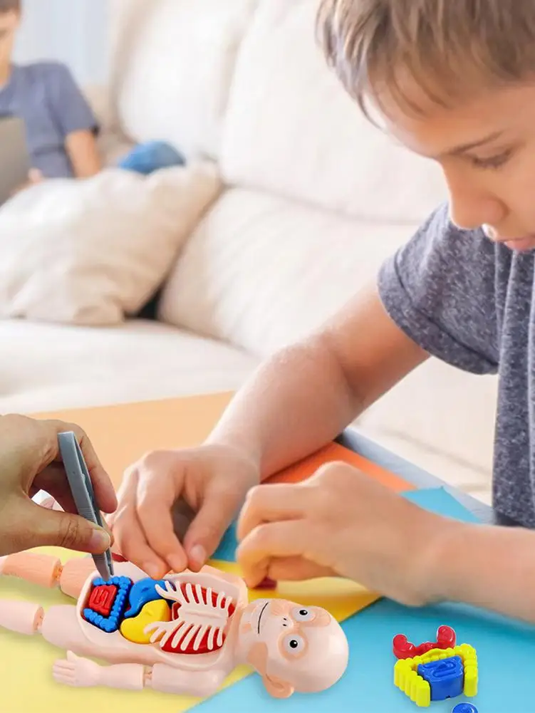 Modelo Educativo de Ciencia para Ni&ntilde;os, juguetes humanos de ensamblaje artesanal, estructura corporal, juguetes de pr&aacute;ctica educativos, nuevo estilo, 2021-2