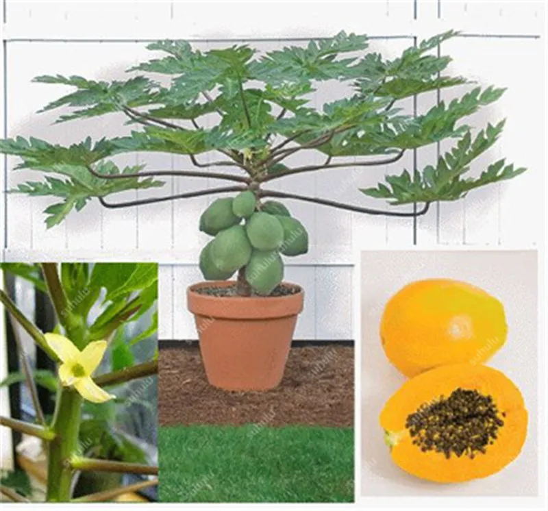 20 шт. искусственная папайя | Дом и сад