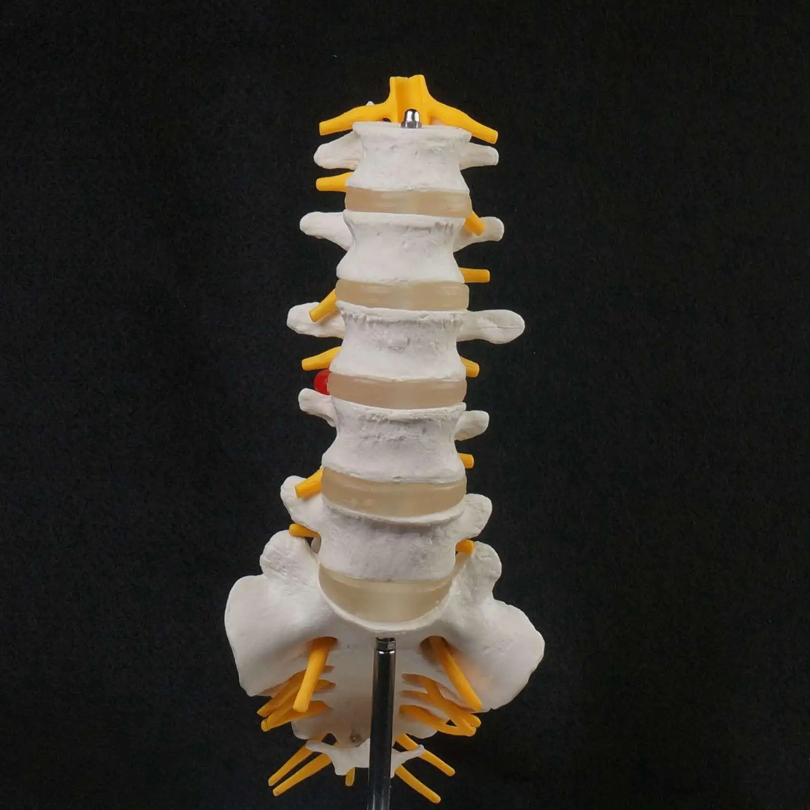 Human Lumbar Spine Caudal Vertebra Structure Intervertebral Disc Joint Model | Канцтовары для офиса и дома