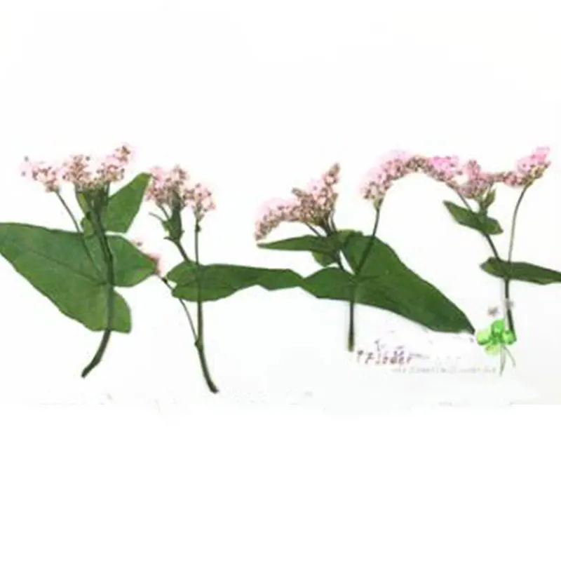 8 шт. реальные фотоцветы цветочные растения цветная трава для сделай сам