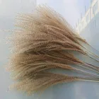 15 шт., маленькая пампасная трава, букет пулевидных цветов, Натуральные сушеные цветы, дождевые настоящие растения, домашний декор, свадебное украшение, тростниковые трагмиты