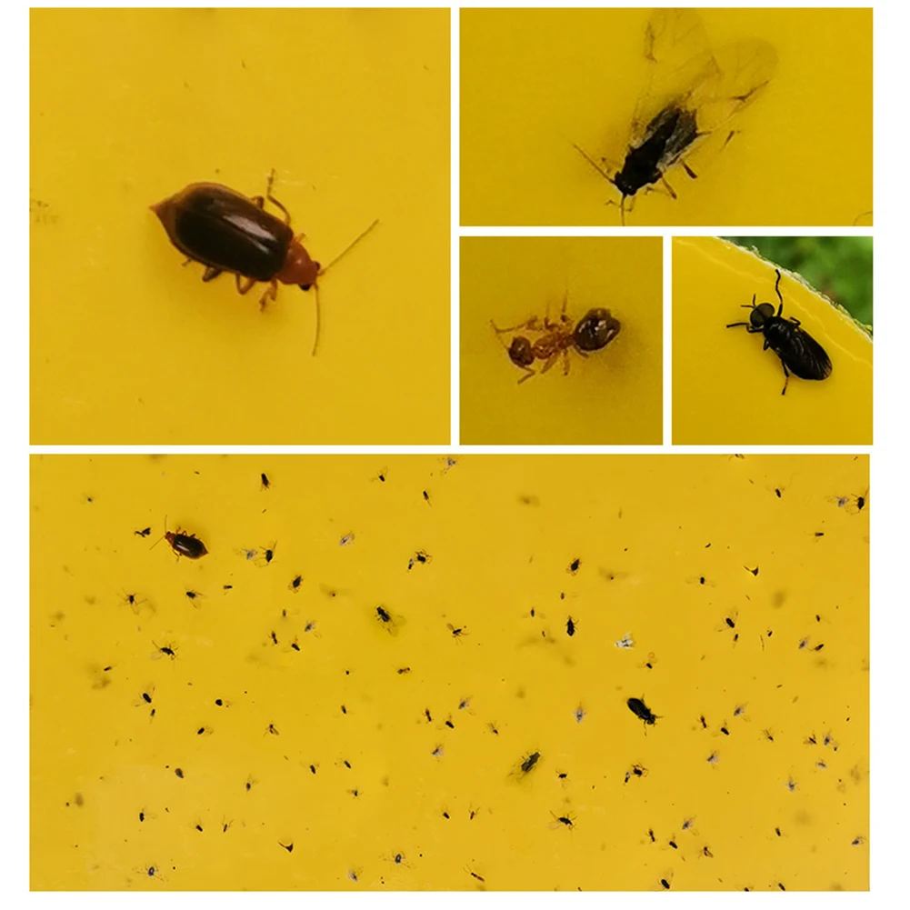 5 шт. двухсторонний клей для наклеек клейкие ловушки желтая клейкая ловушка