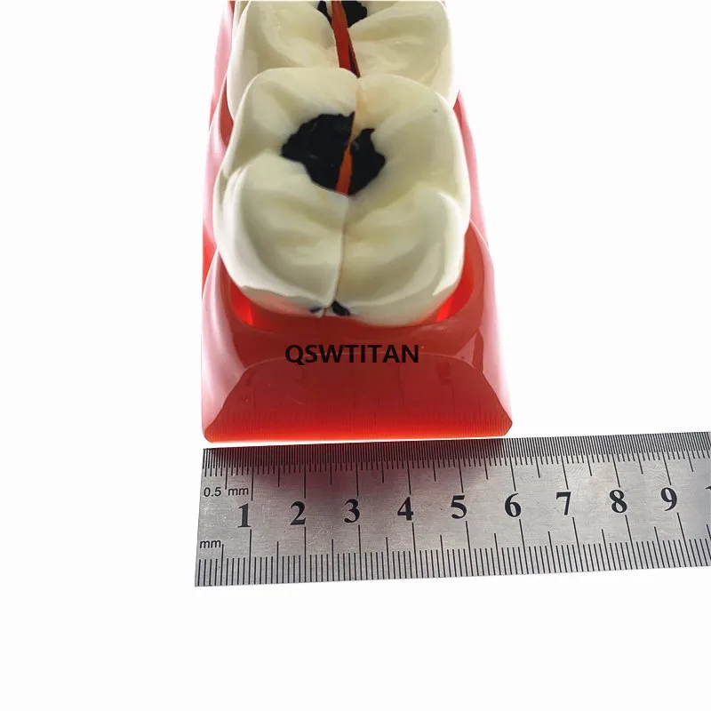 1 шт. съемные зубы для зубов размер 4:1|Стоматологическая учебная модель| |
