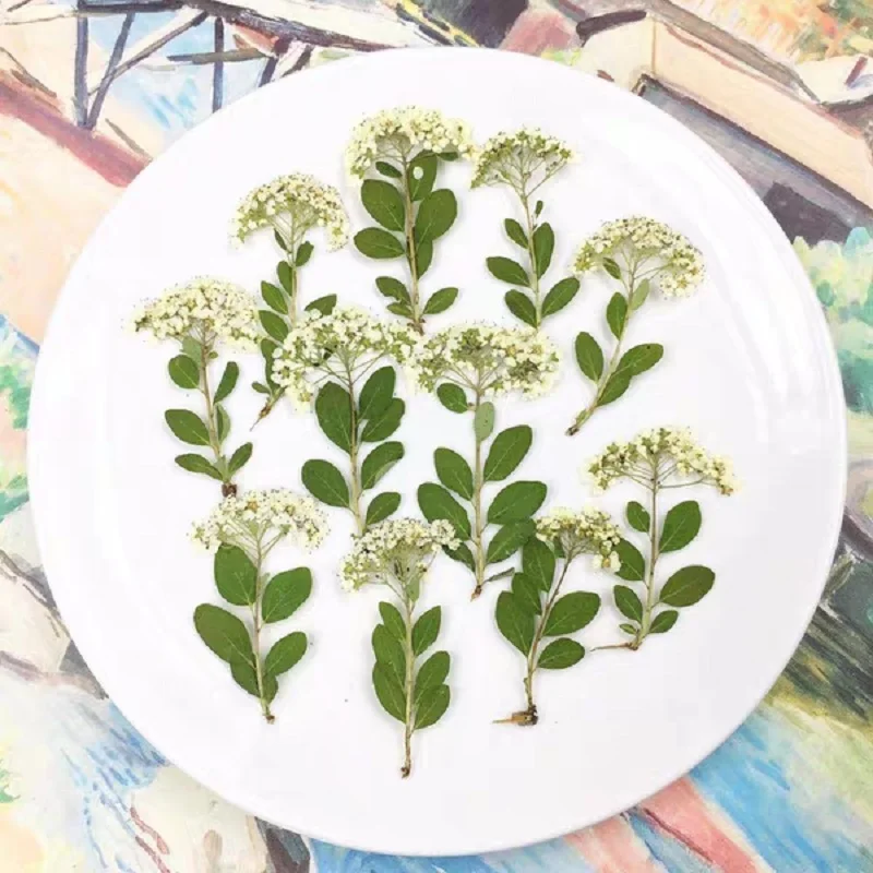 

50pcs Pressed Dried Spiraea salicifolia L Flower Plants Herbarium For Epoxy Resin Jewelry Making Postcard Frame Phone Case Craft