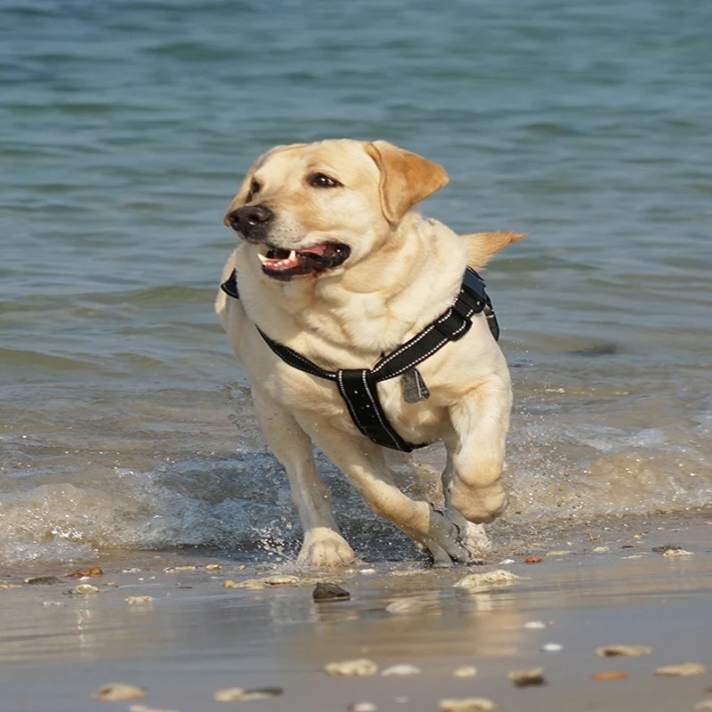 Защита грудной клетки для домашних животных и пояс на спине взрывобезопасный