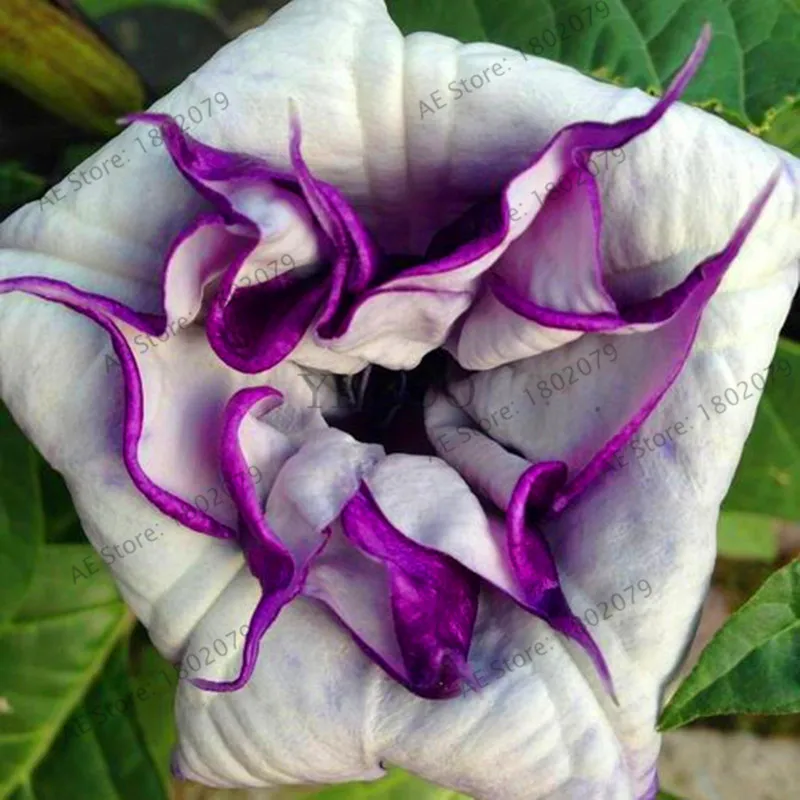 21 Свежий 100 шт редкий Datura бонсай бругмансия Suaveolens фламенко Красивая Мандала Цветок садовый многолетник Горшечное растение - Цвет: 21