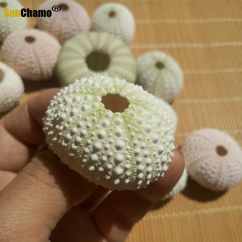 3 шт. ракушки для морского ворса 3-5 см | Дом и сад