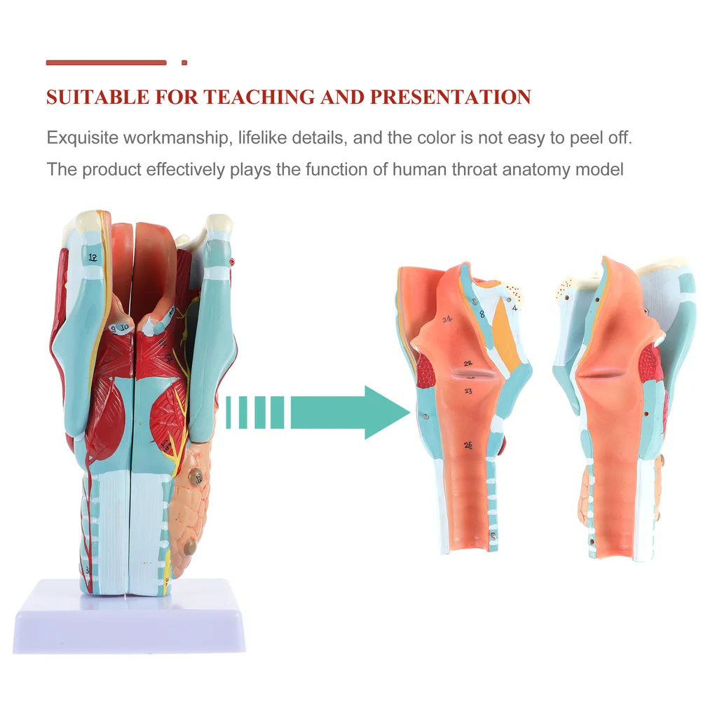 

Laryngeal Model Laryngeal Model Laryngeal Model Human Anatomy Teaching Model