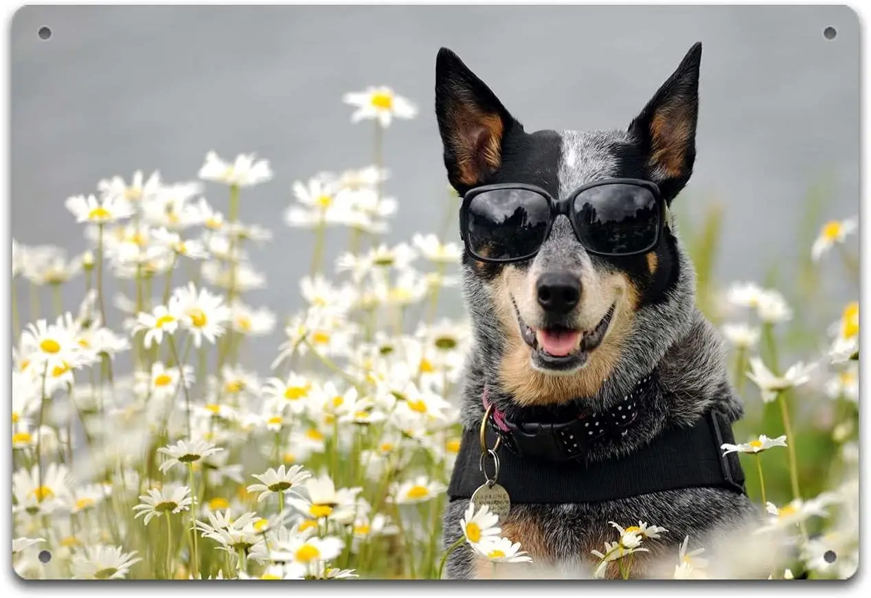 

Antique Tin Signs, Retro Posters Bar Pub Wall Decor, Cute Dogs,Natural Animals 9-8x12inch(20x30cm)