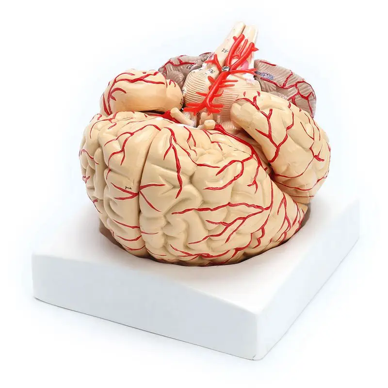 1: 1 Life Size Human Anatomical Brain Pro Dissection Organ Teaching Model | Канцтовары для офиса и дома