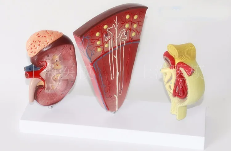 3 pcs Kidney and Urinary System Model nephron model glomerular renal anatomy model Kidney cross section free shipping