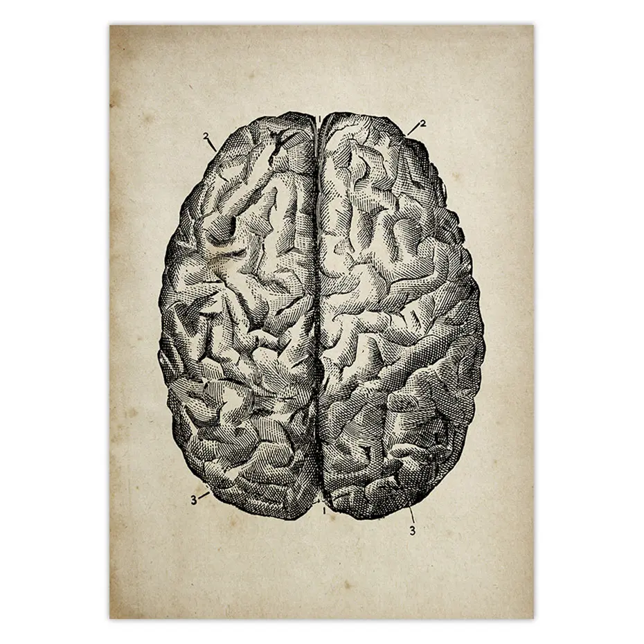 Винтажные постеры для медицинской анатомии Художественная печать медицинская