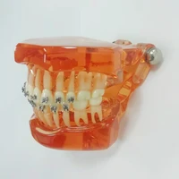 dental m3001 teeth model with all metal bracket demonstrates the exact position of bracketand practice wiresligature ties