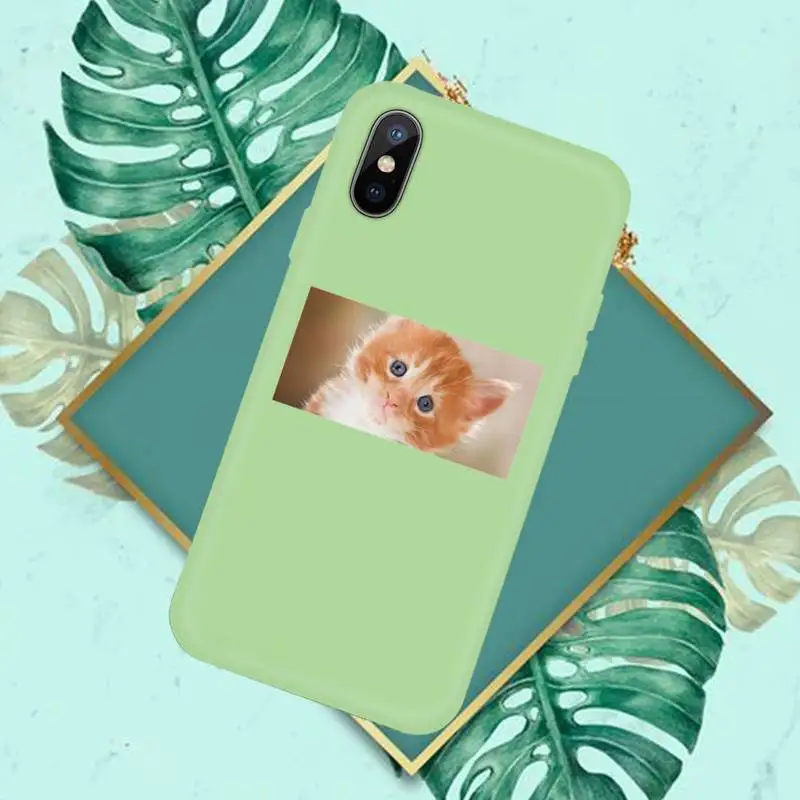 

Cute Cat Phone Case Candy Color for iPhone 11 12 mini pro XS MAX 8 7 6 6S Plus X SE 2020 XR