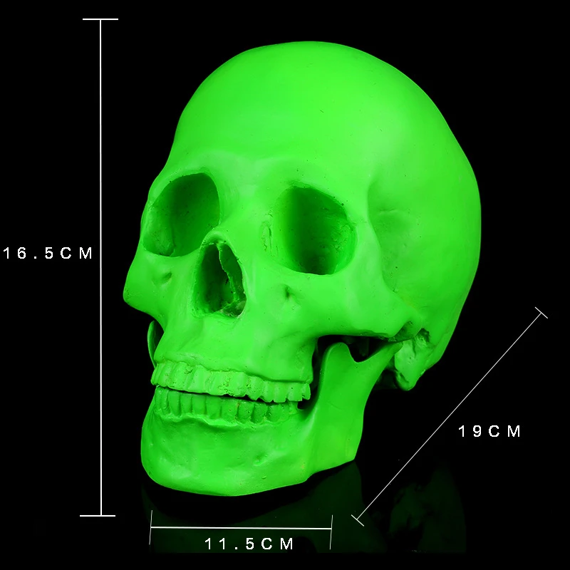 

Human Head Skull Statue for Home Decor Resin Figurines Halloween Decoration Sculpture Medical Teaching Sketch Model Crafts 184
