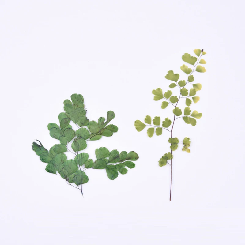 Maidenhair папоротник сено тиснение diy клей фотоальбом Закладка прессованный цветок